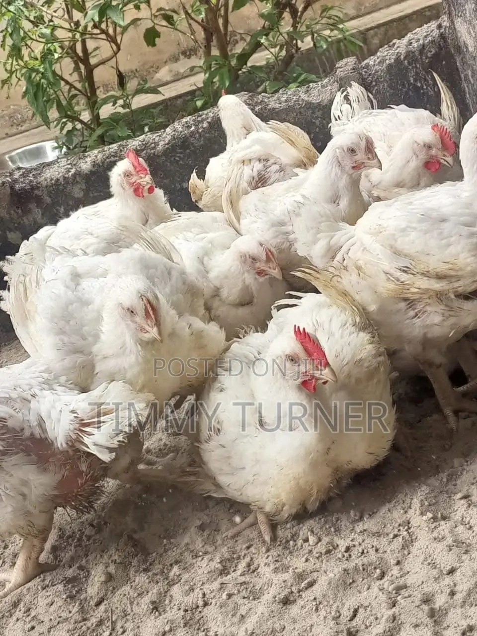 Two Months Old Chicken