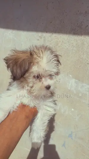 1-3 months Male Purebred Lhasa Apso