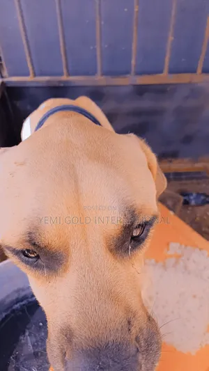 1+ year Male Purebred Boerboel