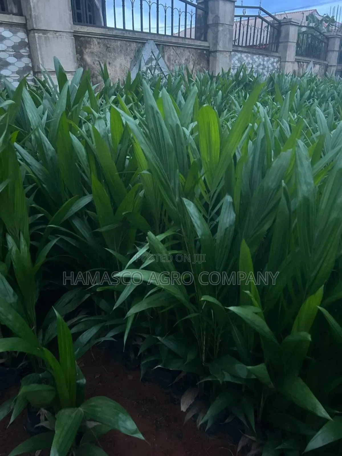 Palm Seedlings(Hybrid Seedlings)