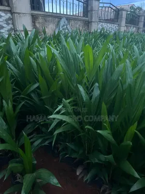 Palm Seedlings(Hybrid Seedlings)