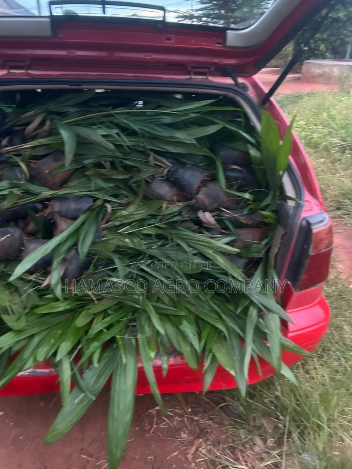 Palm Seedlings(Hybrid Seedlings)
