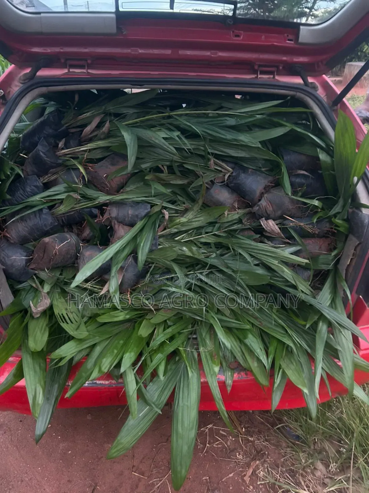 Palm Seedlings(Hybrid Seedlings)