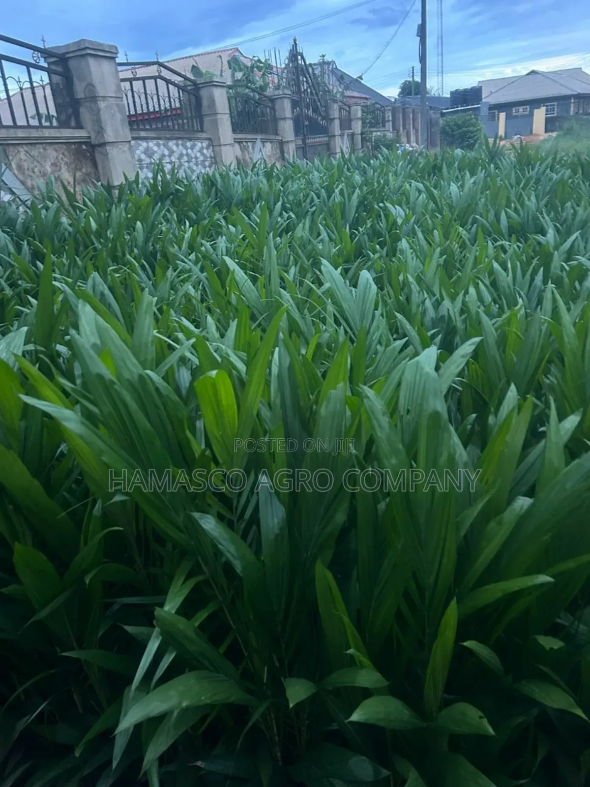 Palm Seedlings(Hybrid Seedlings)