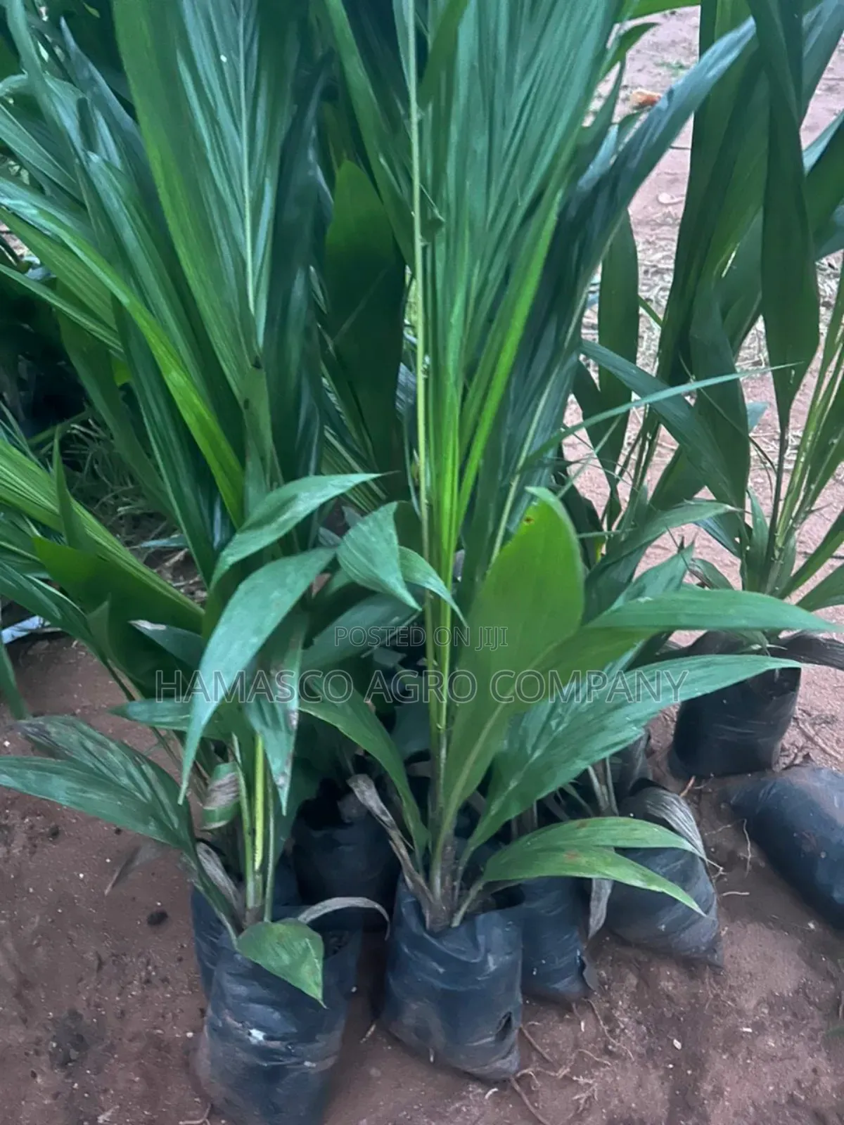 Palm Seedlings(Hybrid Seedlings)