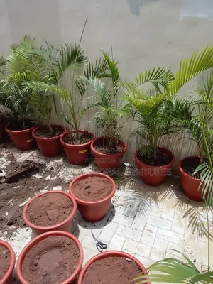 Flower and Pot
