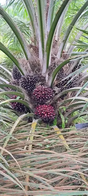 40-Acre Palm Oil Plantation for Sale – Edo State