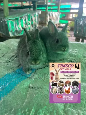 Timsco Pet Villa