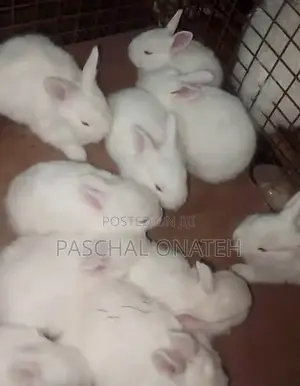 Pure Breed New Zealand White Available