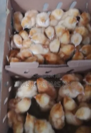 Layers (Day Old Chicks )