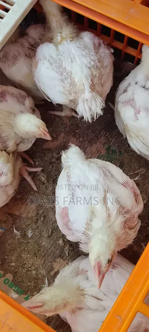4 Weeks Broiler