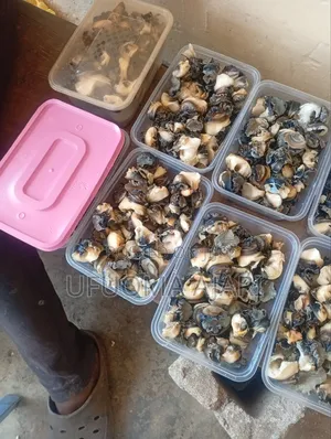 Snail Food