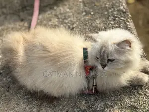 1+ year Female Purebred Persian