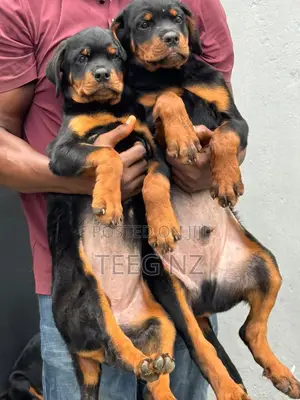 3-6 months Female Purebred Rottweiler