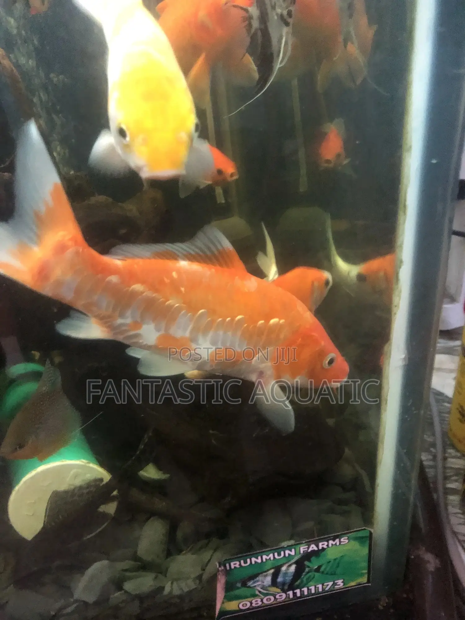 Available Koifishs