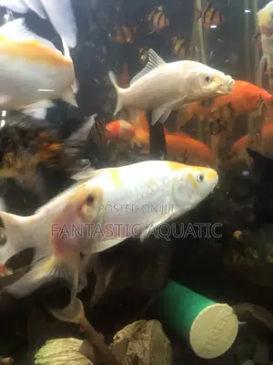 Available Koifishs