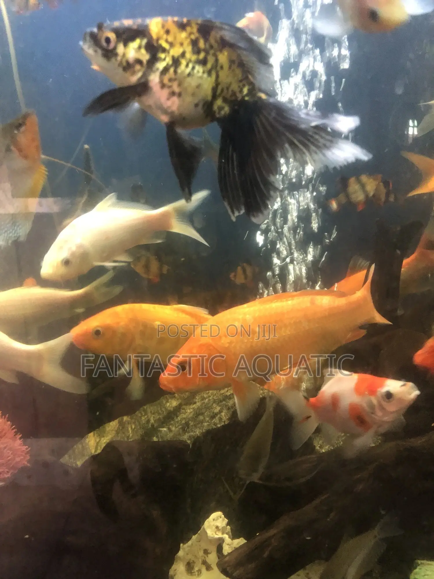 Available Koifishs