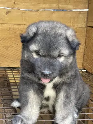1-3 months Male Purebred Caucasian Shepherd