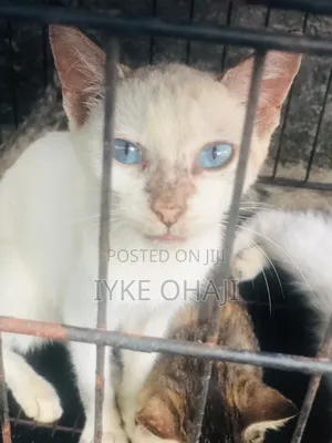 3-6 months Female Purebred Tabby