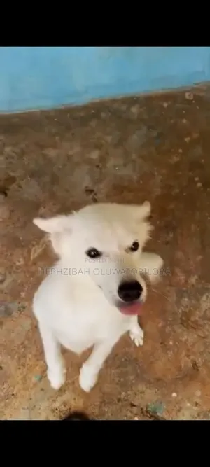 1+ year Female Purebred American Eskimo