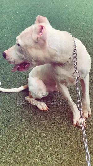 1+ year Male Purebred American Pit Bull Terrier