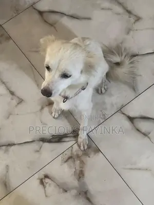 1+ year Female Purebred American Eskimo