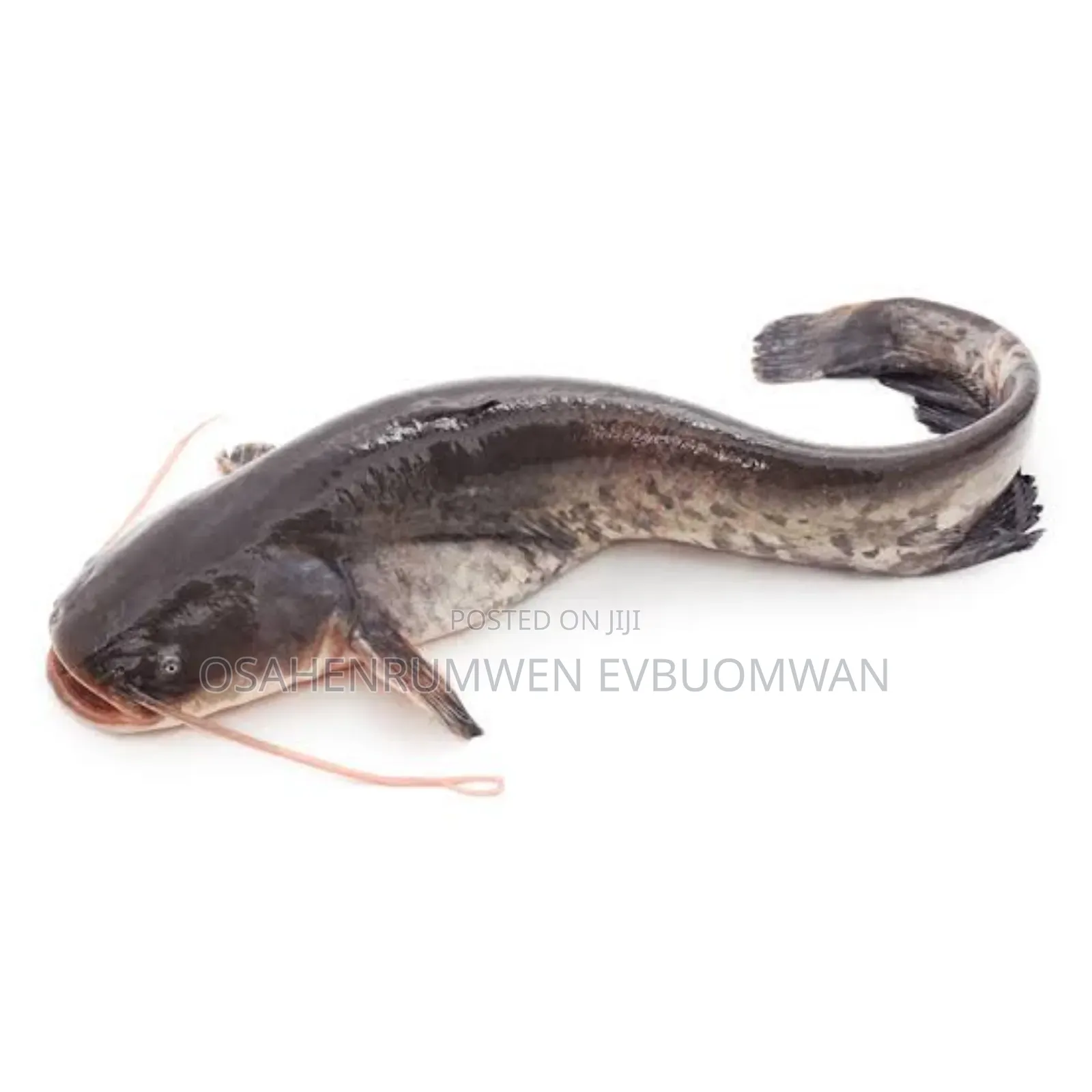Live Cat Fish