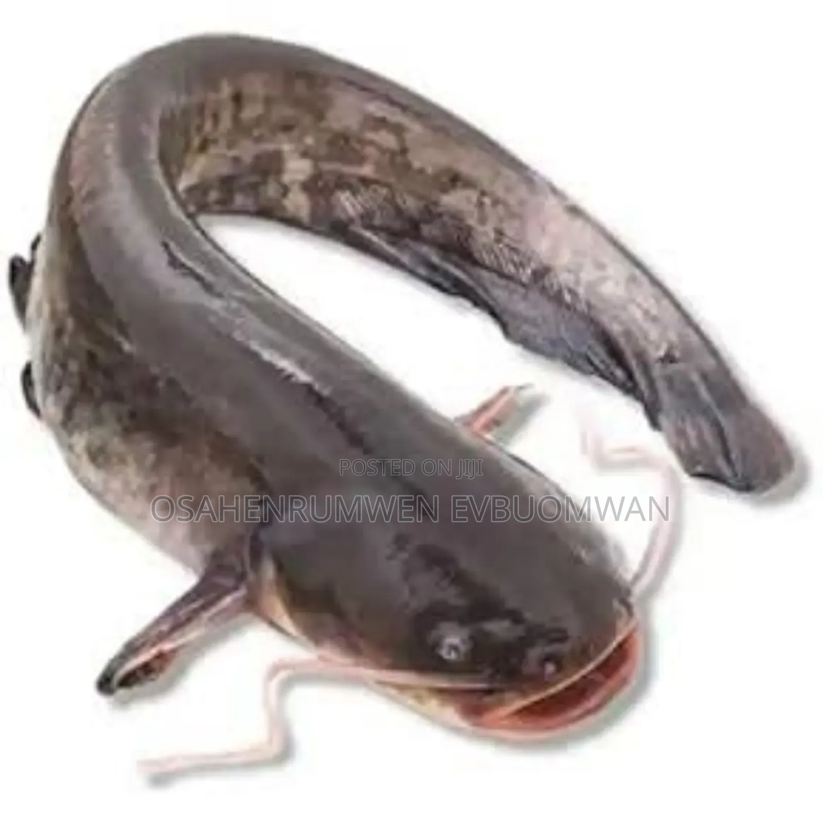 Live Cat Fish