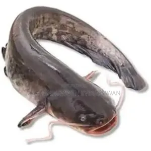 Live Cat Fish