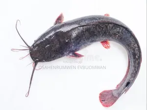 Live Cat Fish