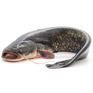 Live Cat Fish