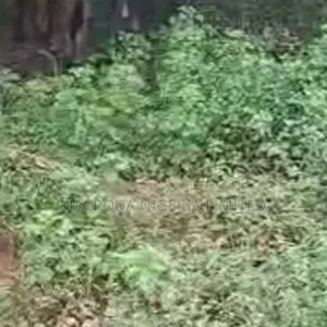 More Than Half Plot of Land Available