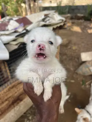 1-3 months Female Purebred American Eskimo