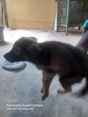 1-3 months Male Purebred Caucasian Shepherd