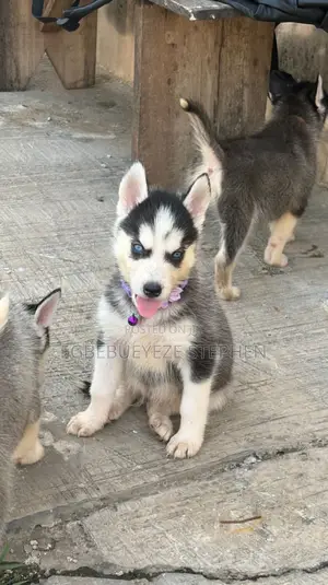 1-3 months Female Purebred Siberian Husky