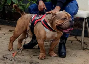 1+ year Male Purebred American Bully