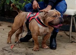1+ year Male Purebred American Bully