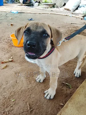 1-3 months Female Purebred Boerboel