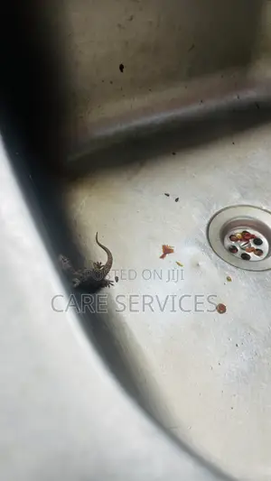 Funmigation Combo Deal (De-Ratting and Wall -Gecko Treatment)