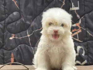 1-3 months Female Purebred Lhasa Apso
