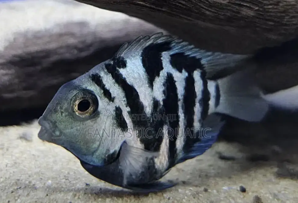 Palor Blue Parrot Fish