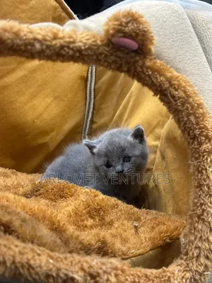 0-1 month Female Purebred British Shorthair