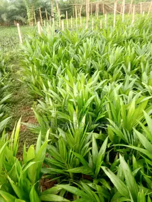 Malaysia Supergene Palm Oil Seedlings Here for You