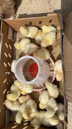 Day Old Quality and Vaccine Chicken.