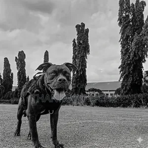 1+ year Female Purebred American Pit Bull Terrier
