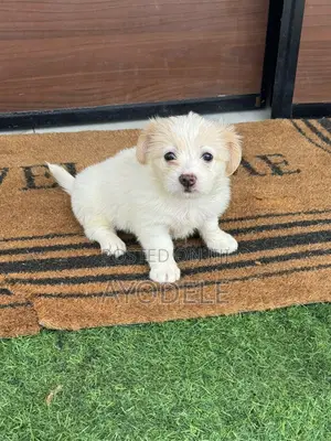 1-3 months Female Purebred Lhasa Apso