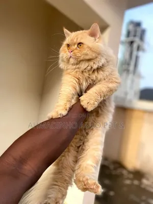 1+ year Male Purebred Persian