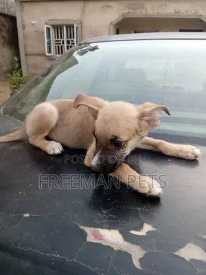 1-3 months Female Mixed Breed German Shepherd