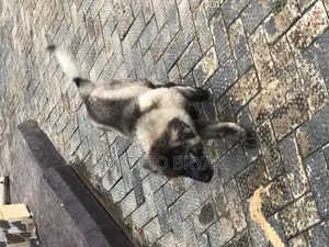 3-6 months Female Purebred Caucasian Shepherd