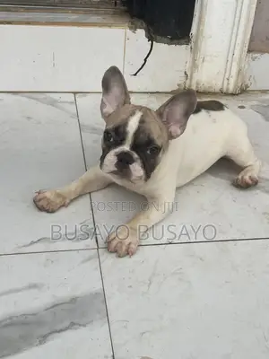 1-3 months Female Purebred French Bulldog